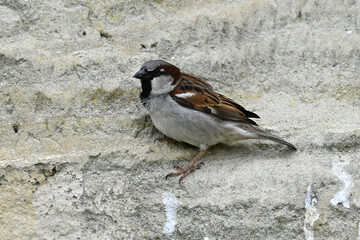 House sparrow - male // Haussperling - Männchen (Passer domesticus)
