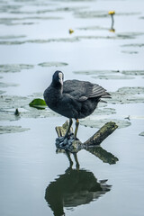 Fototapeta premium Eurasian coot (Fulica atra), common coot, Australian coot stands on its foot on the wooden stick. It is largely black bird with the white bill and frontal shield and red eyes. Close-up portrait.