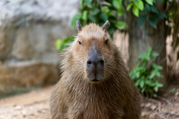 Naklejka na ściany i meble Capybara (Hydrochoerus hydrochaeris) resting in the zoo, The biggest mouse around the world, it animal rodent is big size