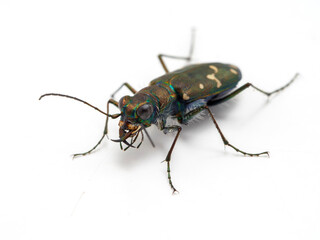P5270940 western tiger beetle, Cicindela oregona, isolated, cECP 2023