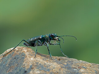 P5270947 western tiger beetle, Cicindela oregona,on rock, British Columbia cECP 2023