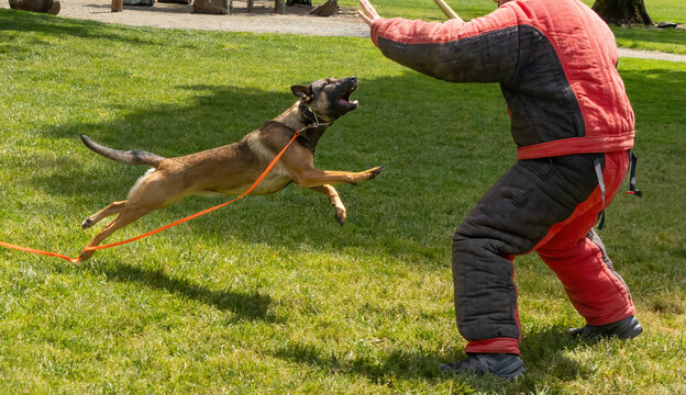 A Belgian malinois Shepard bite training