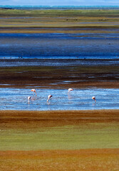 Flamingos in Patagonia. El Calafate, Santa Cruz, Argentina.