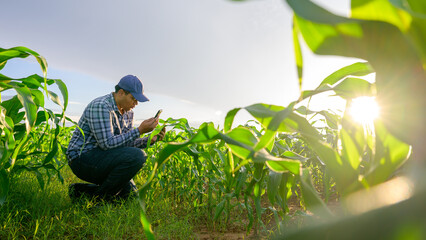 Asian young farmer Working in the agricultural field in the corn field, checking the crops at sunset