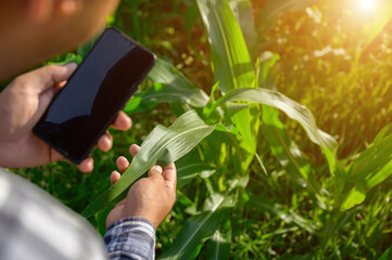Close-up in agricultural field in corn field checking health of corn plants in field at sunset