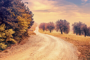 Country dirt road in an olive grove in the early morning