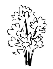 Deciduous tree isolated on white background. Nature and vegetation, landscape. Simple black outline vector drawing.