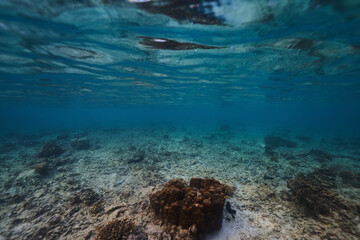 Fototapeta na wymiar ocean water surface underwater view . blue background. abstract background nature sea underwater.