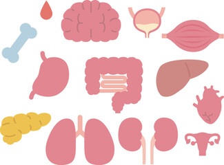 内臓イラスト　セット