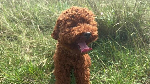 Red toy poodle sitting in green grass with tongue out, slow motion. Happy dog resting outside