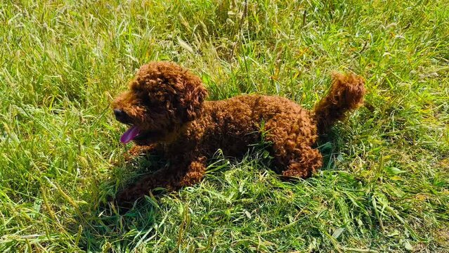 Red toy poodle lying in green grass, slow motion. Happy dog resting outside

