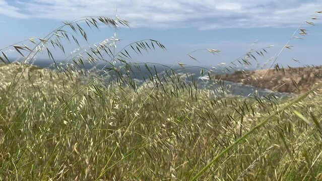 Close up view spikelets of wheat swaying in the wind. Calm background. Slow motion
