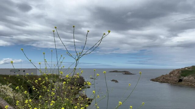 Atlantic ocean view, flower swaying in the wind. Relaxing, meditation background.  Slow motion
