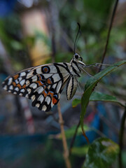 Lime butterfly