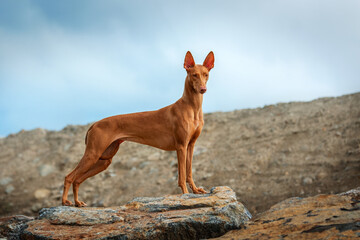 A very beautiful dog Pharaoh Hound stands and poses on a stone on a summer evening.