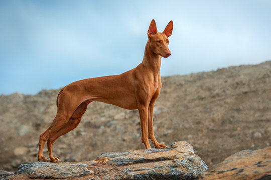 A very beautiful dog Pharaoh Hound stands and poses on a stone on a summer evening