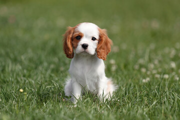 Cute little puppy cavalier king charles spaniel - obrazy, fototapety, plakaty