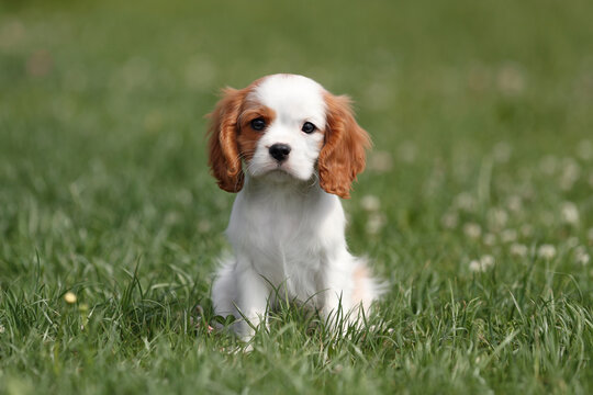 Cute little puppy cavalier king charles spaniel