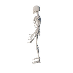 Human skeleton isolated on transparent background, png, side view