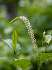 初夏の湿地に咲くハンゲショウ