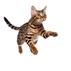 Fototapeta na wymiar Bengal cat (Felis catus) leaping in mid-air