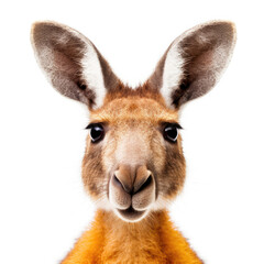 Fototapeta premium Closeup of a Kangaroo's (Macropus rufus) face