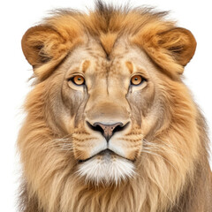 Closeup of a Lion's (Panthera leo) face
