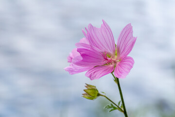 Malva moschata. Musk-mallow flowers with their pink petals. - obrazy, fototapety, plakaty