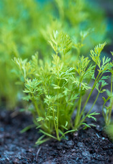 Carrot tops sprouting from the ground