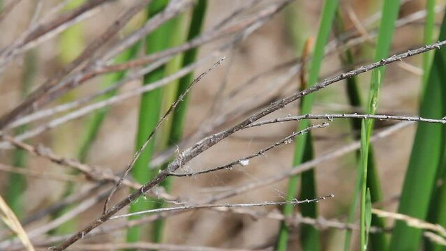 Close up portrait of Blue Dasher dragonfly on twig in marsh grass