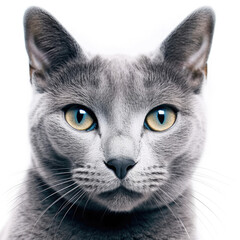 Closeup of a Russian Blue's (Felis catus) face