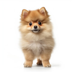 A full body shot of a curious Pomeranian puppy (Canis lupus familiaris)