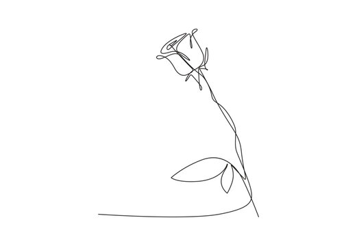 Continuous one line drawing illustration of rose flower minimalist design. Premium vector. 
