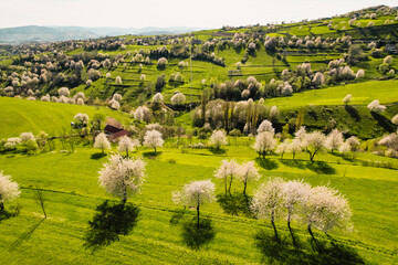 Spring Slovakia landscape. Nature fields with blooming cherries. Unique ecological land management. Polana region, Hrinova, Slovakia Europe. © Zedspider