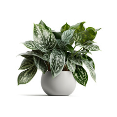 House plant pot png, modern vase, and interior plants pots