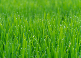 Fototapeta na wymiar Rice plants with dew drops on leaves in the morning in the field. Green nature background concept.