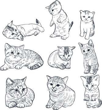 Vintage hand drawn sketch 9 set of kittens