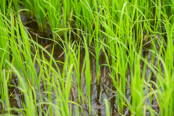 Beautiful Green young rice in the field Natural landscape Thailand