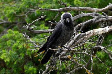 Jackdaw // Dohle (Corvus monedula soemmeringi) - Greece