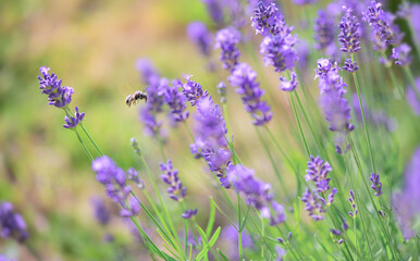 lavender blooming in a garden with an honey bee flying next to flower