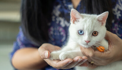 Close up of elderly Asian woman holds a small two-eyed kitten in her arms. Kitten in the arms of its owner.