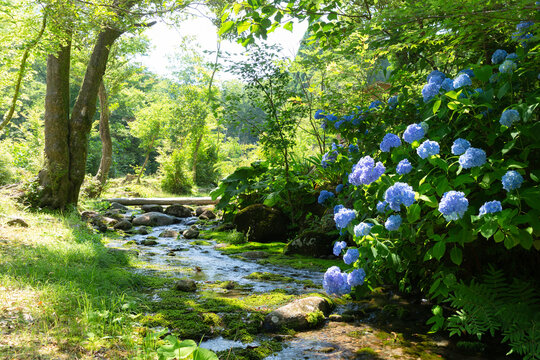 小川」の写真素材 | 112,517件の無料イラスト画像 | Adobe Stock