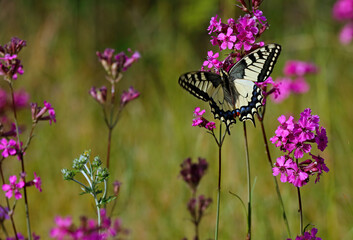 Beautiful swallowtail searching for nectar on the flowers of sticky catchfly
