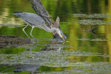 A Grey Heron fishing in a pond sunny morning