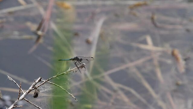 Blue Dasher dragonfly leaves marsh twig and another lands on branch
