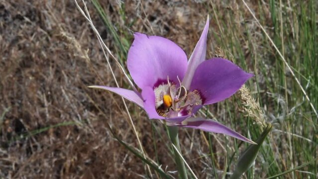 Bee covered in yellow pollen visits purple mariposa lily on windy day