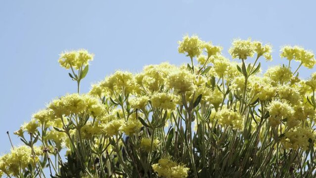 Low angle view: Yellow rock desert Buckwheat flowers blow in breeze