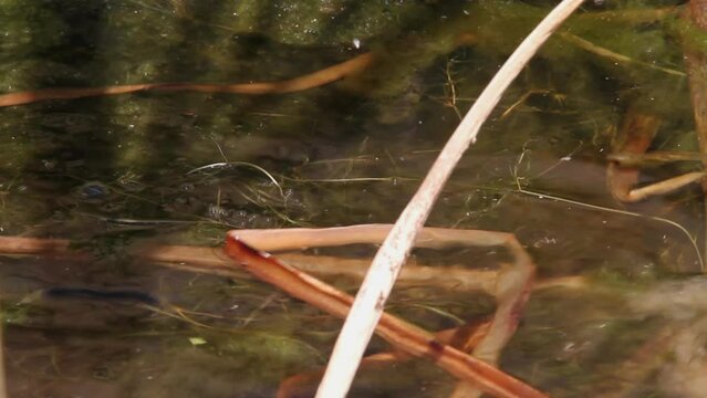 Cute spotted green frog dips beneath pond surface in blink of an eye