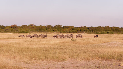 Fototapeta na wymiar Wide-angle view of the herd of Blue wildebeest or Gnu (Connochaetes taurinus), also called the common wildebeest on pasture in the Hwange National Park in Zimbabwe