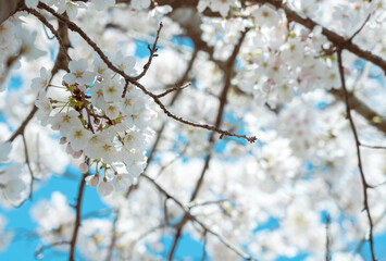 Cherry blossom in full bloom with blue sky